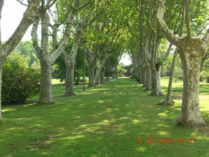 Allée en herbe